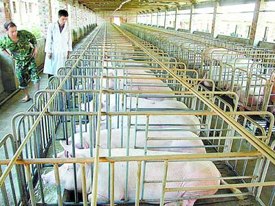 生猪、家禽宰杀及肉食品加工项目