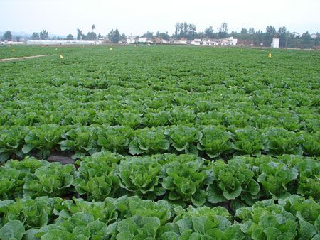 10万亩标准化蔬菜基地项目