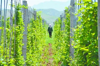 新津特种水产养殖及特色林木种植基地