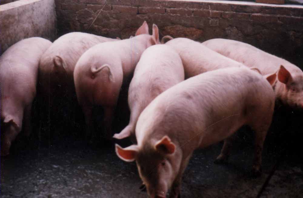 百万生猪养殖项目