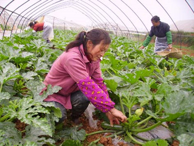 四川无公害榨菜种植产业化商品基地项目