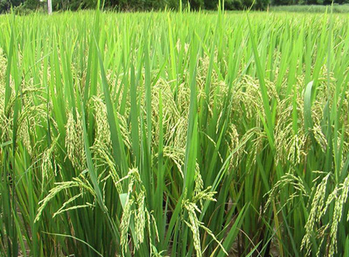 10万亩优质水稻种植加工一体化项目
