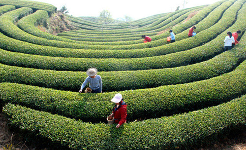 优质茶种植及其产品深加工开发