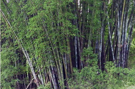  笋用竹产业基地恢复重建及加工厂建设