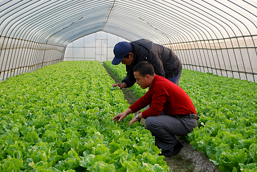 宁南县特色早市蔬菜生产基地项目