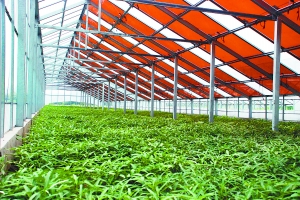 阳光温室大棚蔬菜生产及销售项目