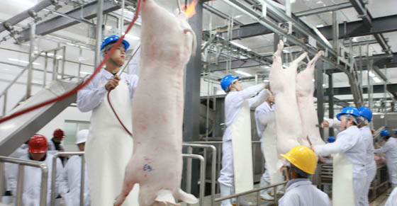 泰国正大集团五十万头生猪产业链项目