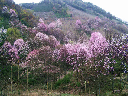 绵阳市重点旅游项目招商