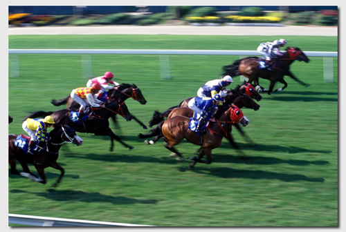 官员称马术节促成都温江经济再提升