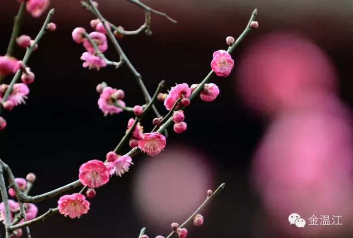 寻春?来温江看美翻天的花花世界！