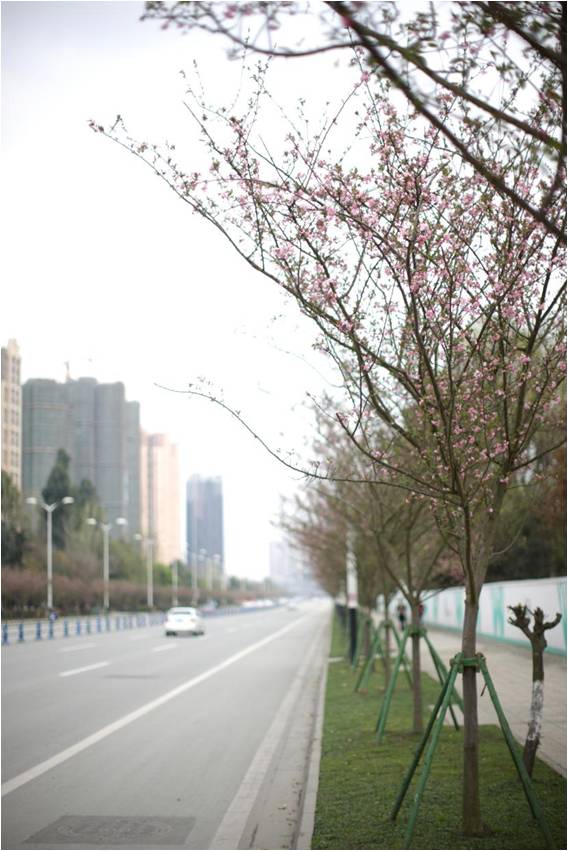 五一小长假 温江约您来拍最美街景