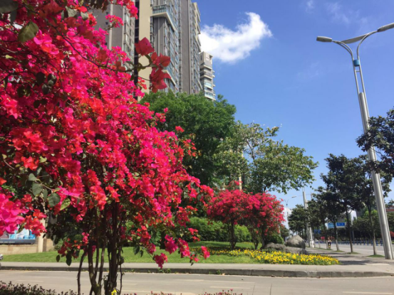 温江最美花园街景推荐倒计时 错过2天后悔1年！