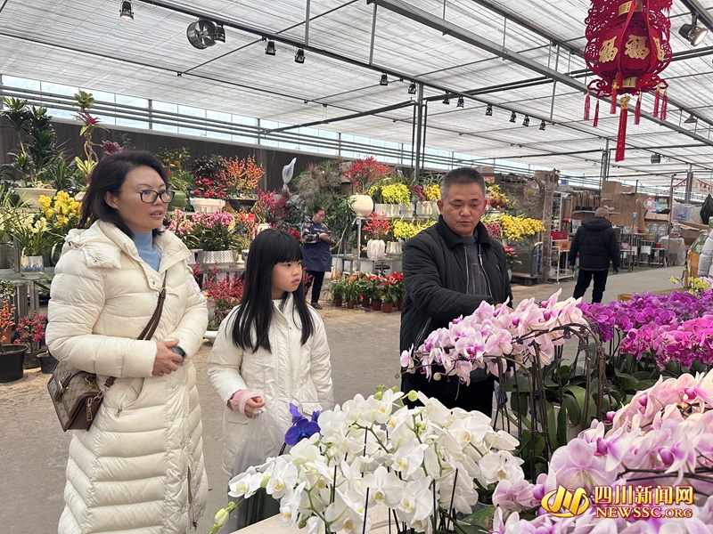 3万多个单品上市 成都这里的年宵花又火又鲜