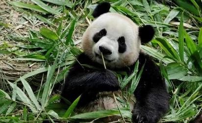 1月16日晚11时许到成都！在新加坡出生的大熊猫叻叻即将启程回国